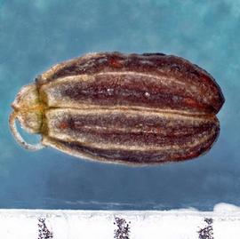   Fruit:   Ammi majus ; Photo by M. Creller, USDA APHIS PPQ, imageID.idtools.org
